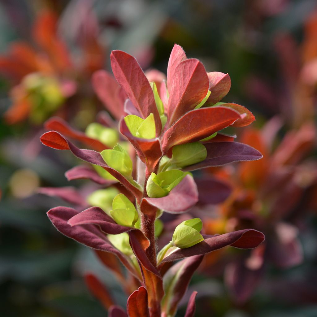 Euphorbia amygdaloides Purpurea - Spurge