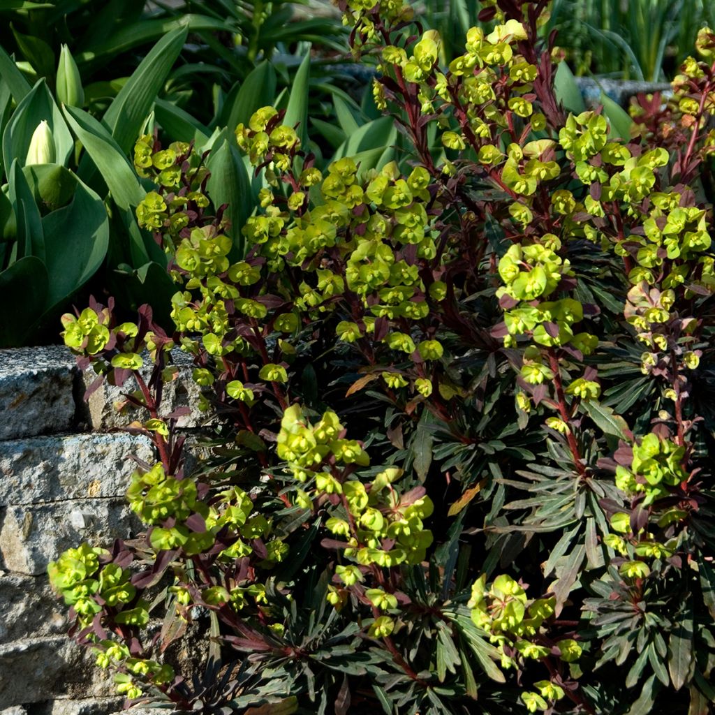 Euphorbia amygdaloides Purpurea - Spurge
