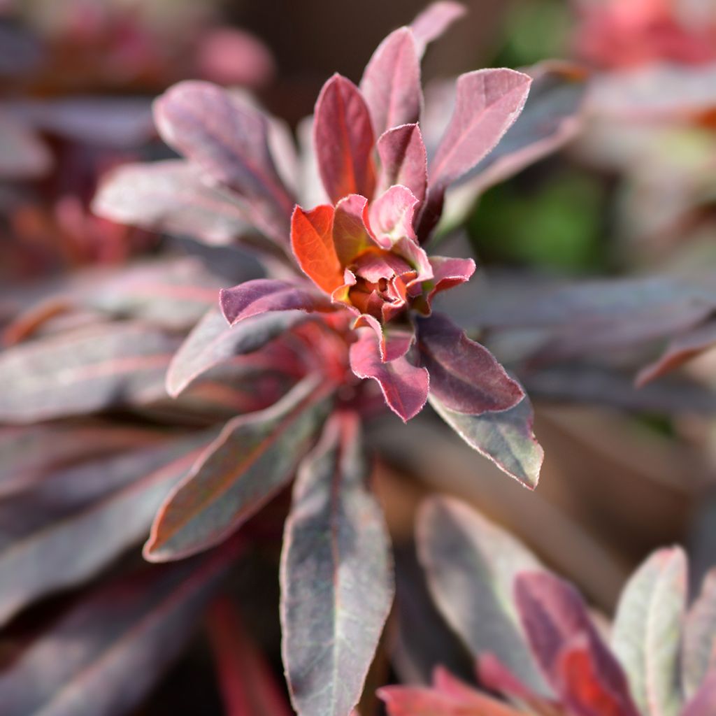 Euphorbia amygdaloides Purpurea - Spurge