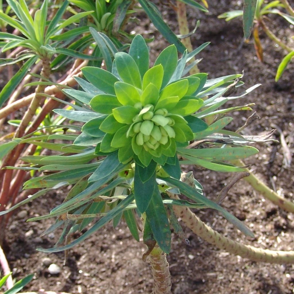 Euphorbe, Euphorbia characias Black Pearl