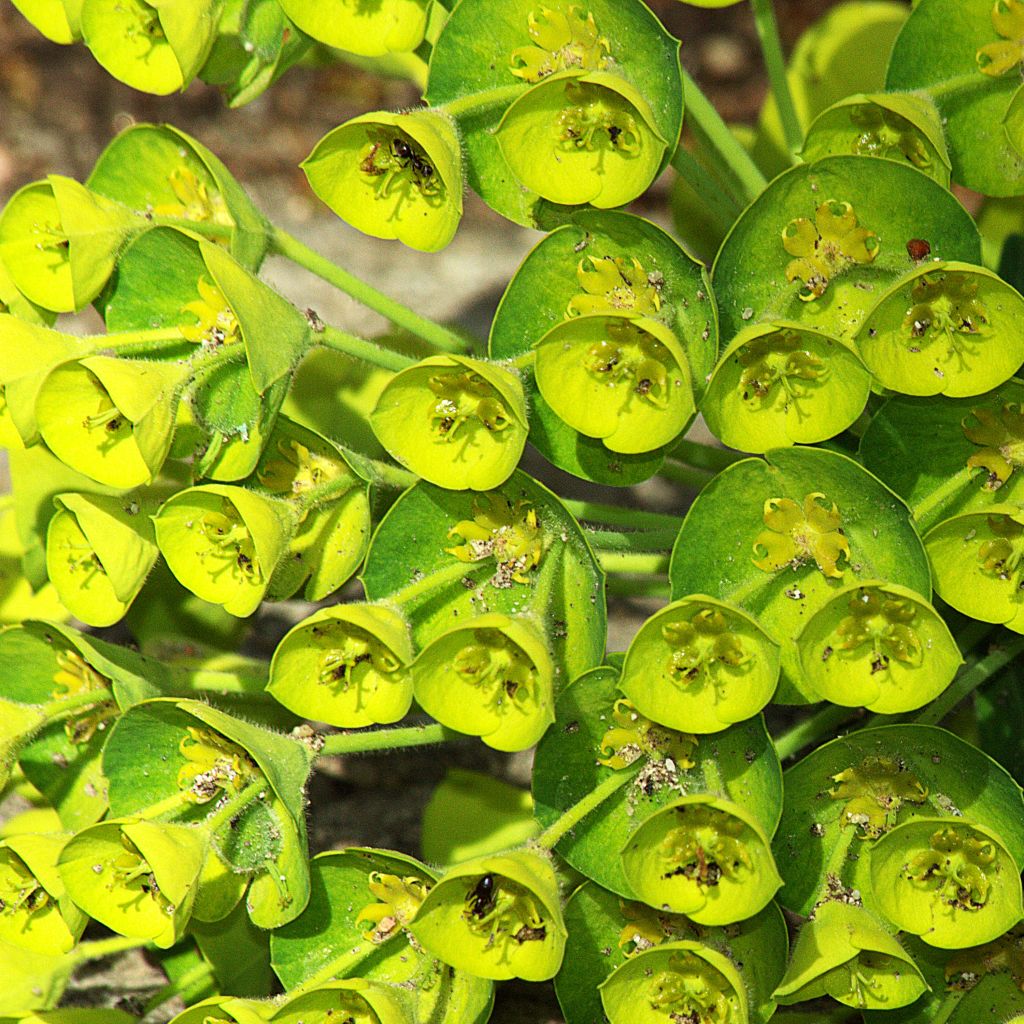 Euphorbe, Euphorbia characias Blue Wonder