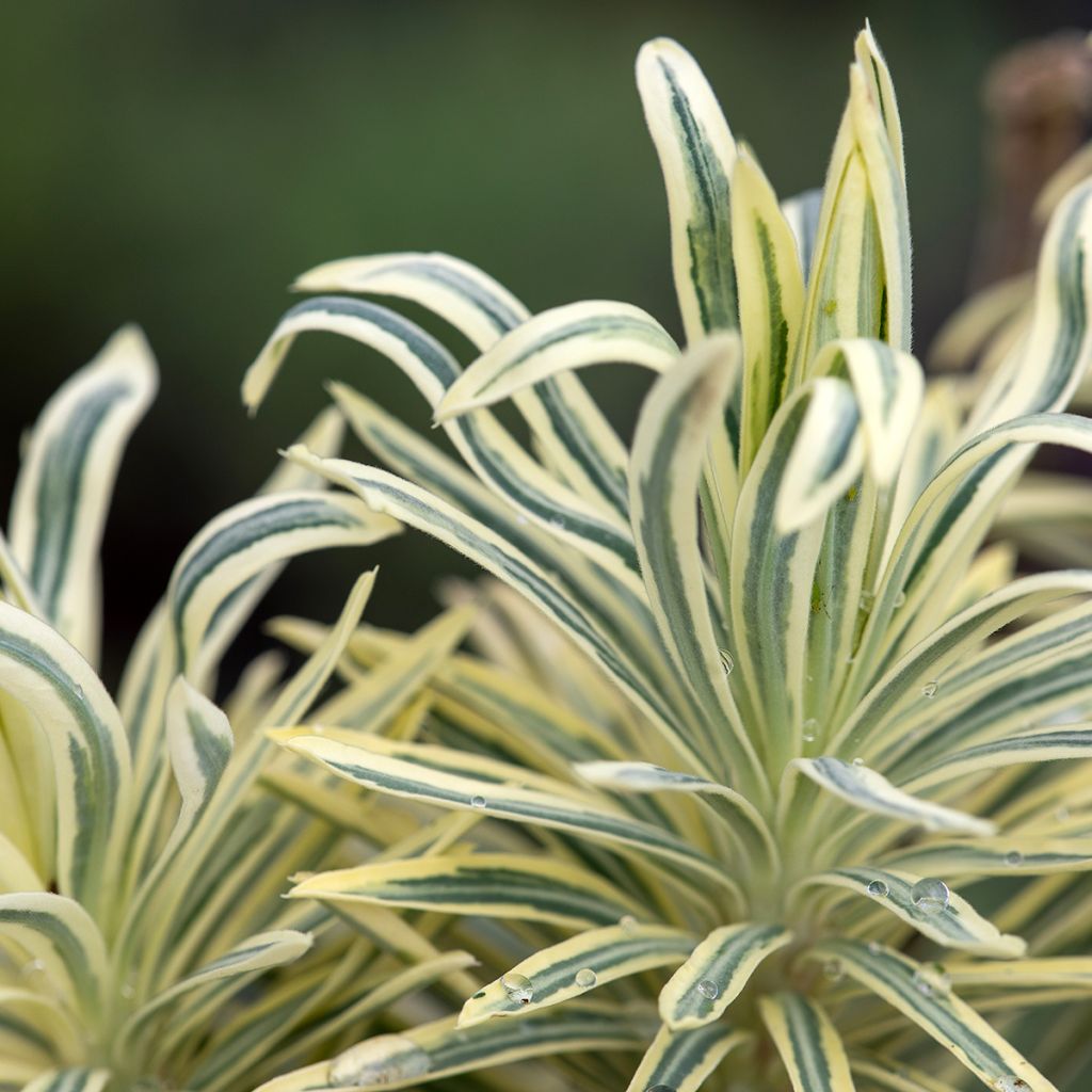 Euphorbia characias Emmer Green - Spurge