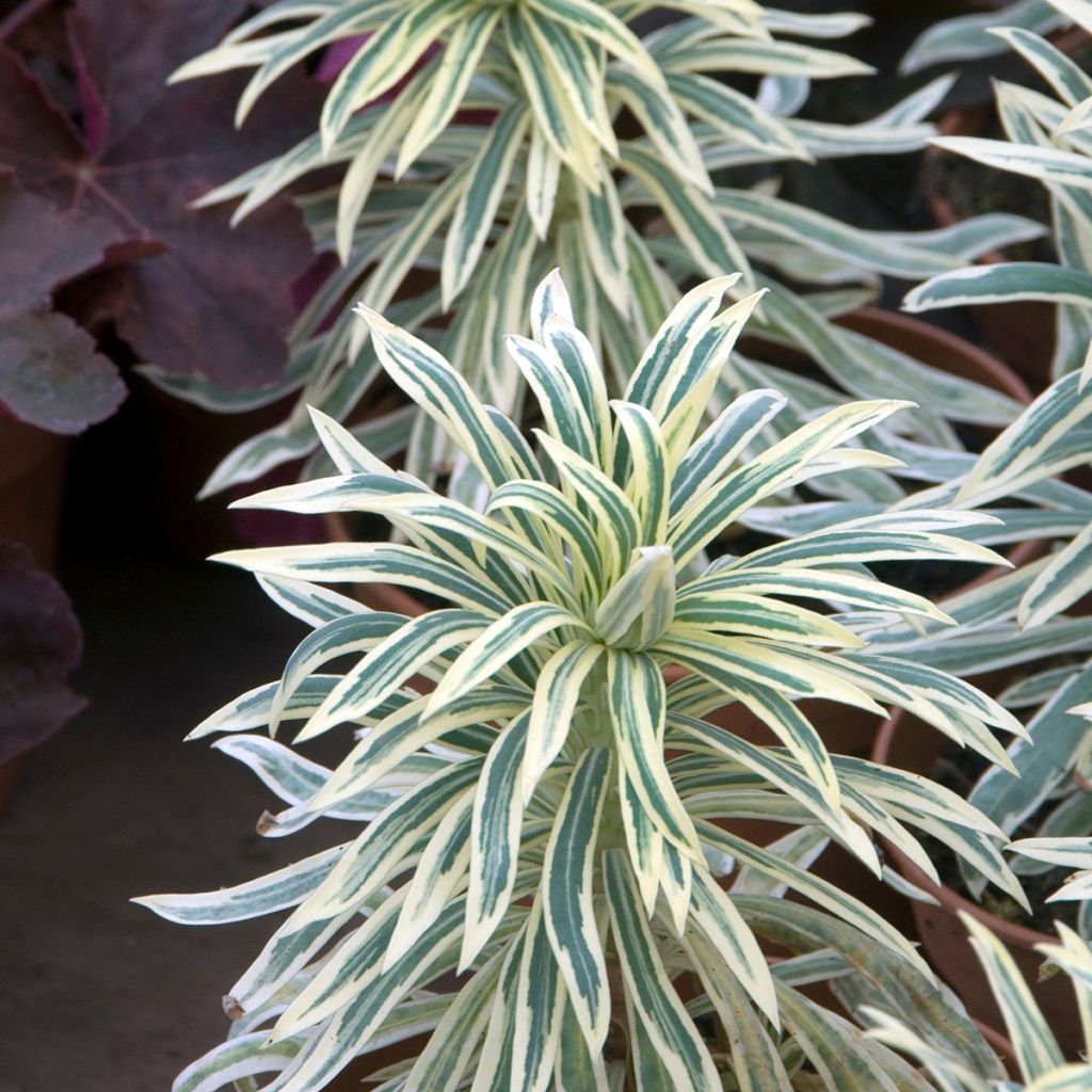 Euphorbia characias Tasmanian Tiger - Spurge