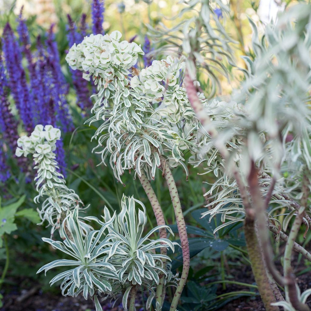 Euphorbia characias Tasmanian Tiger - Spurge