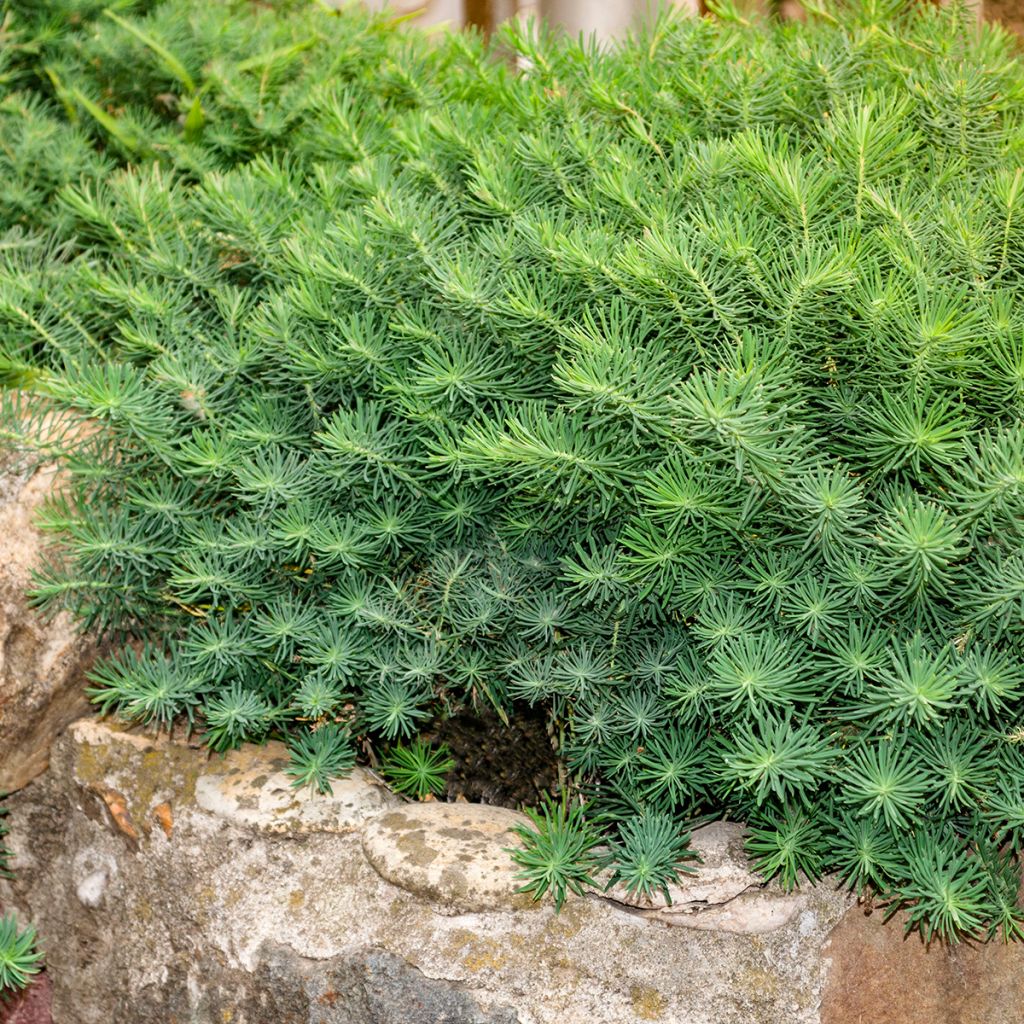 Euphorbia cyparissias Fens Ruby - Spurge