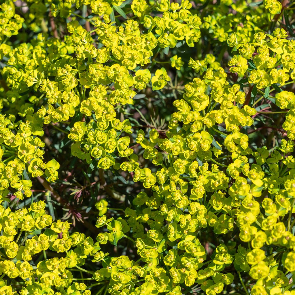 Euphorbia cyparissias Fens Ruby - Spurge