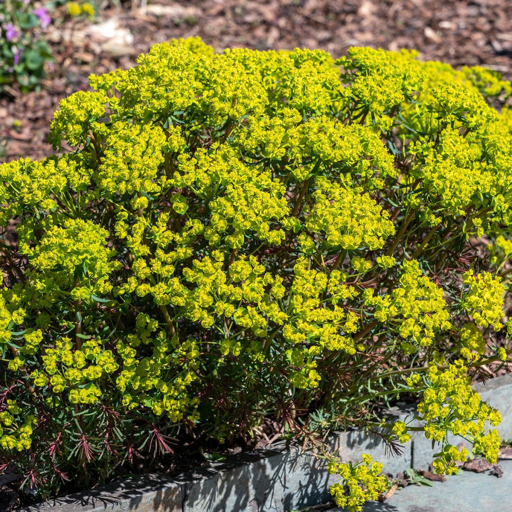 Euphorbia cyparissias Fens Ruby - Spurge