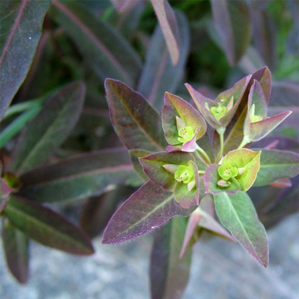 Euphorbia dulcis Chameleon - Euphorbe douce 