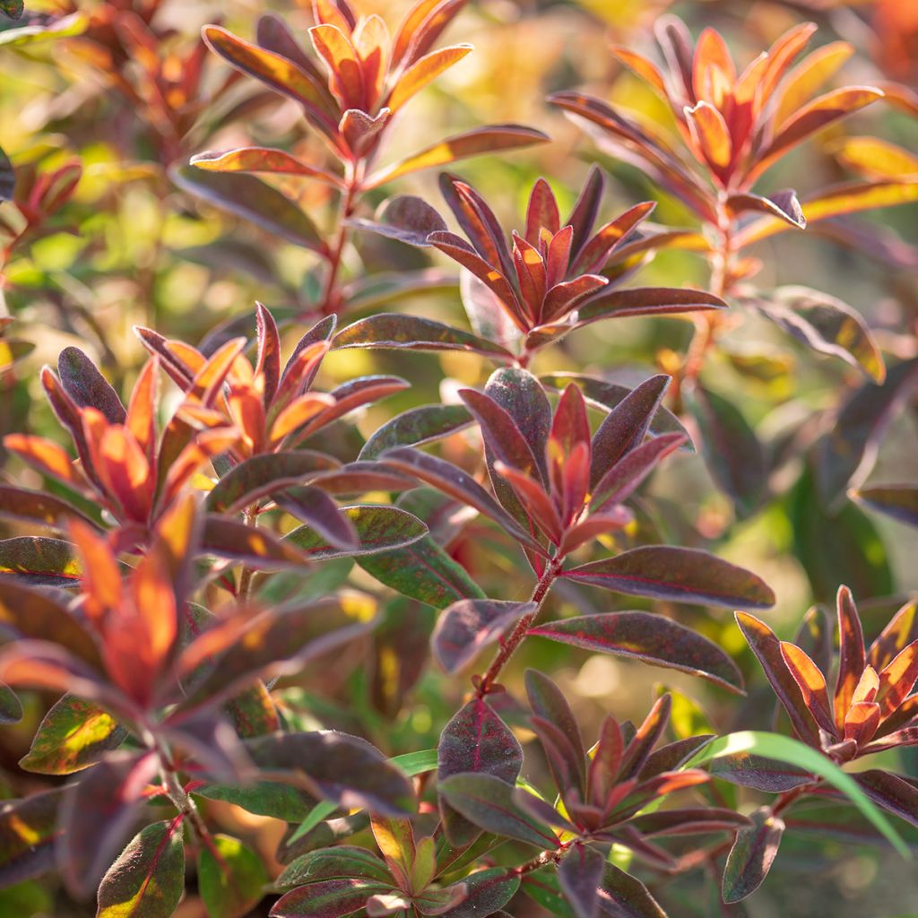 Euphorbia dulcis Chameleon - Spurge