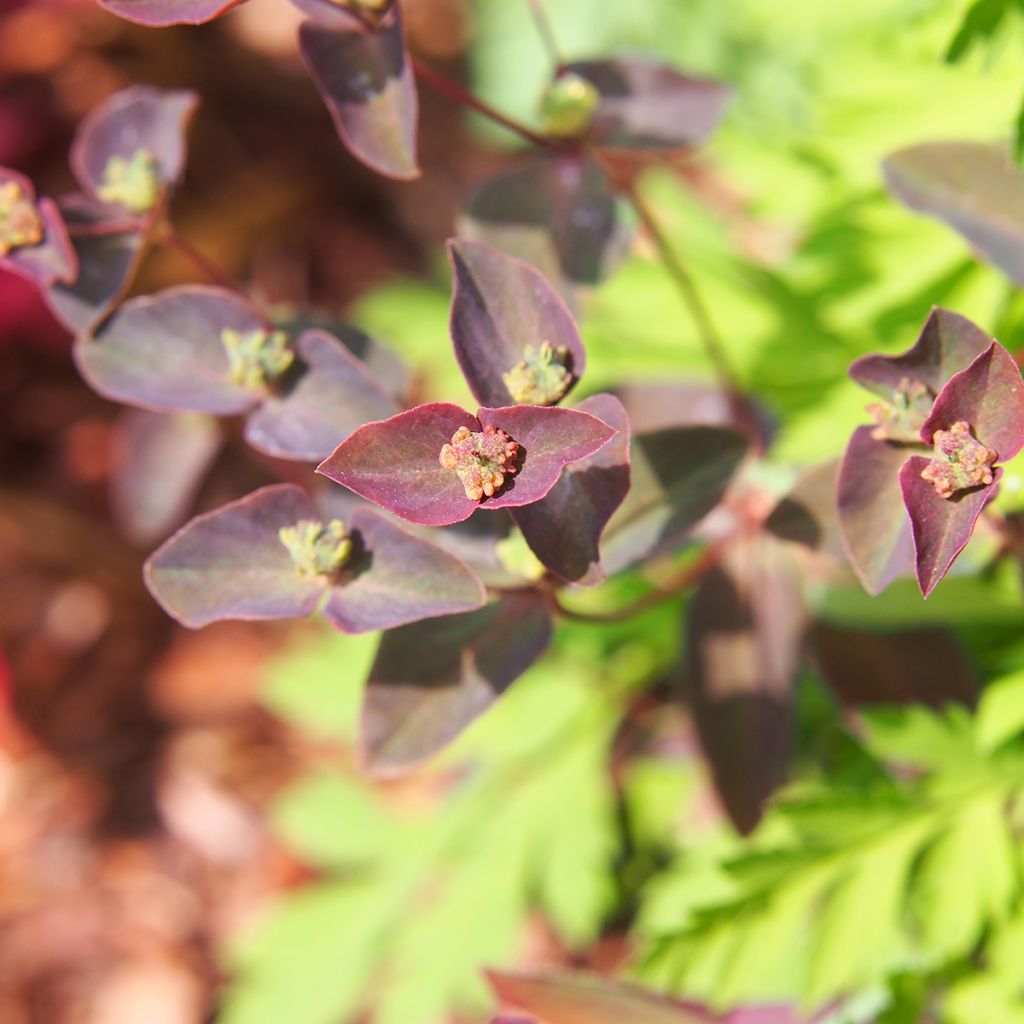 Euphorbia dulcis Chameleon - Spurge