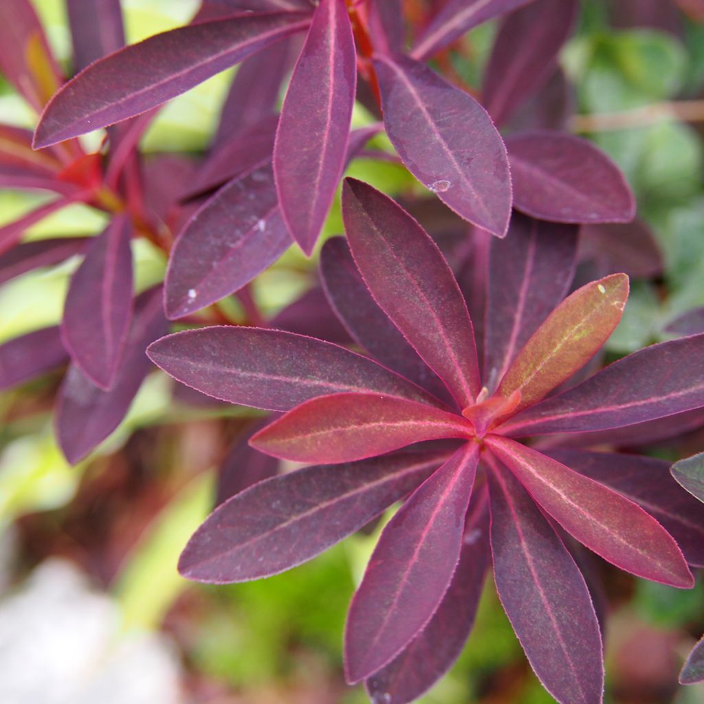 Euphorbia dulcis Chameleon - Spurge