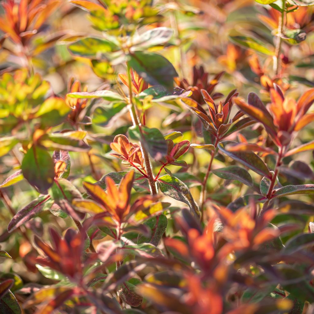 Euphorbia dulcis Chameleon - Spurge