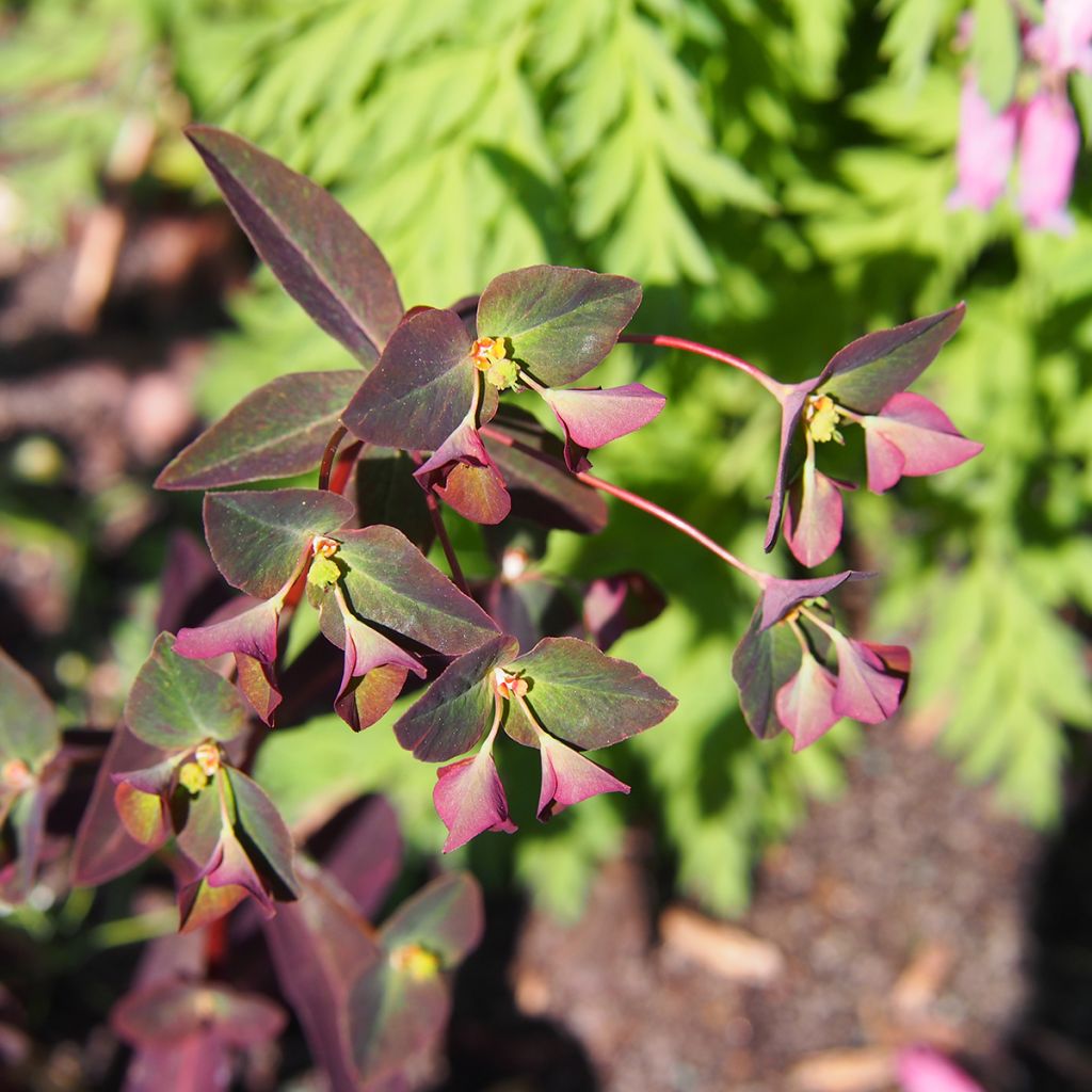 Euphorbia dulcis Chameleon - Spurge