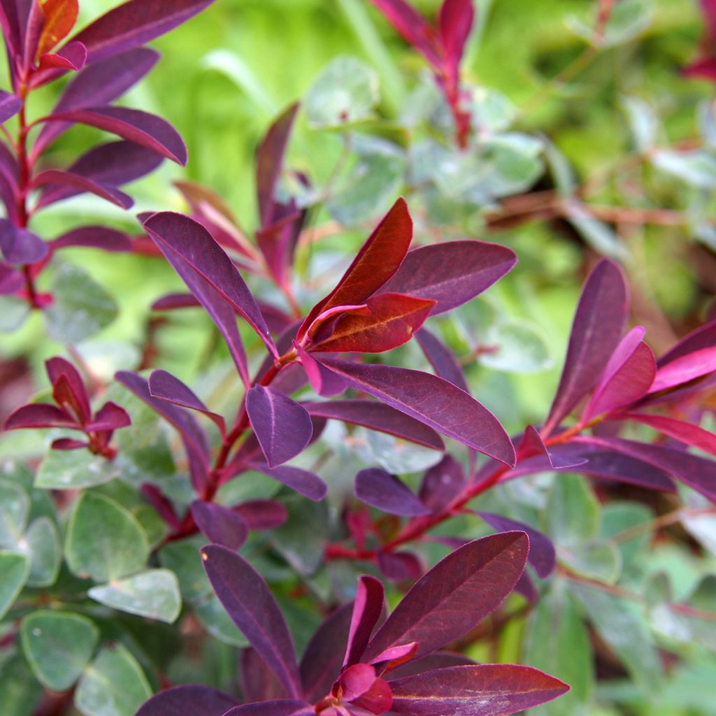 Euphorbia dulcis Chameleon - Spurge