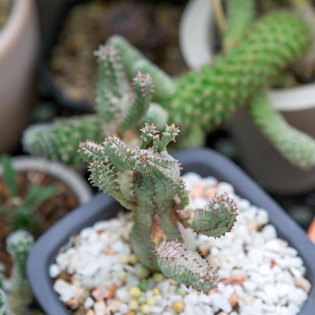 Euphorbia globosa - Euphorbia cactus