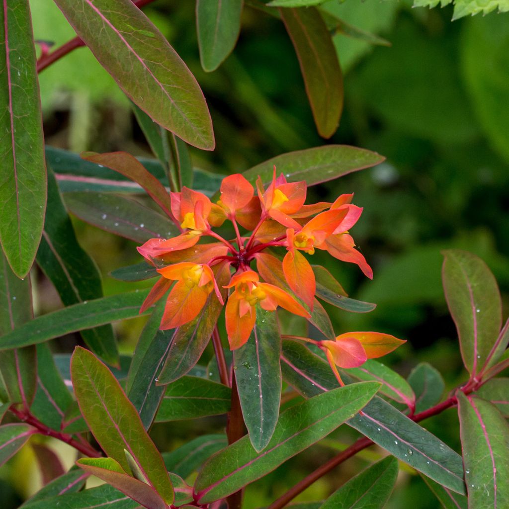 Euphorbia griffithii Dixter - Spurge