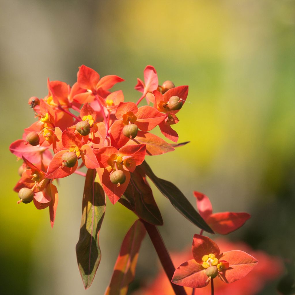 Euphorbia griffithii Dixter - Spurge