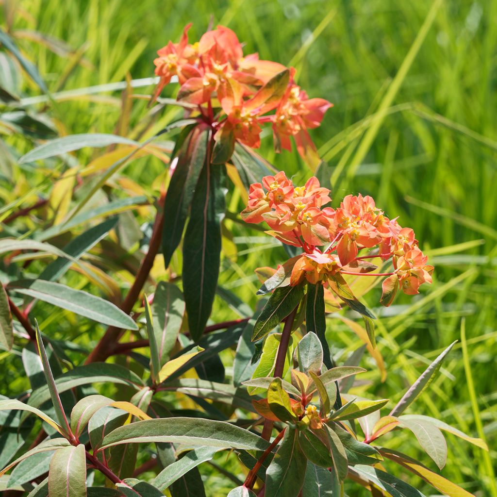 Euphorbia griffithii - Spurge