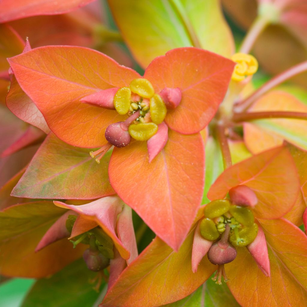 Euphorbia griffithii - Spurge