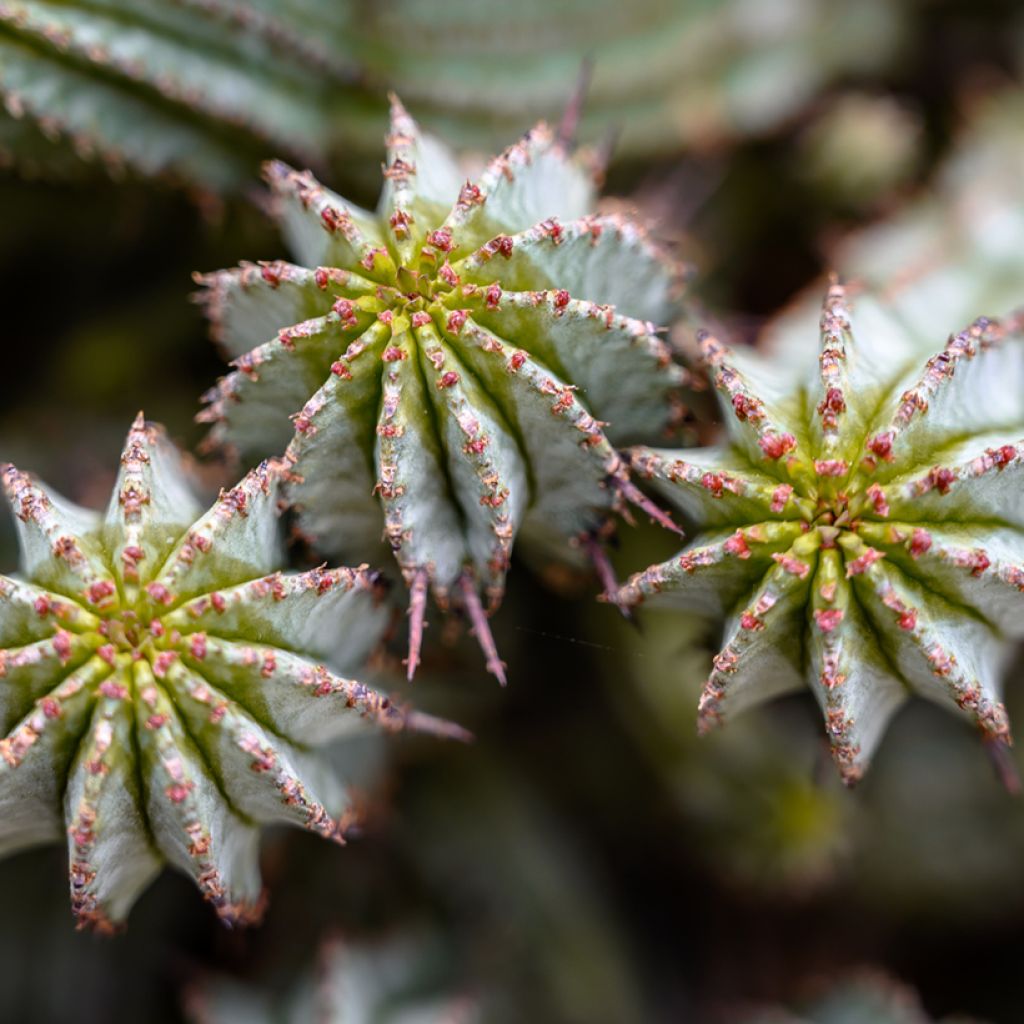 Euphorbia horrida alba - African milk barrel