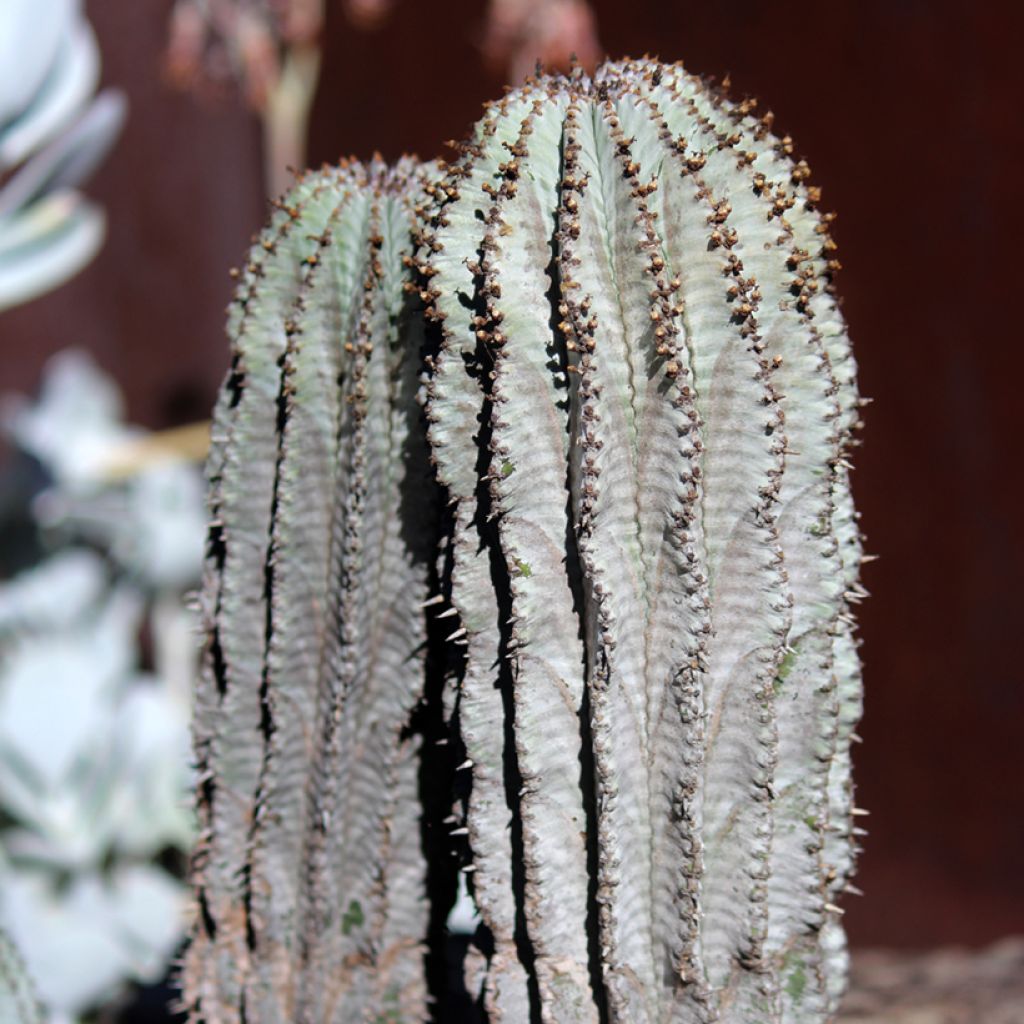 Euphorbia horrida alba - African milk barrel