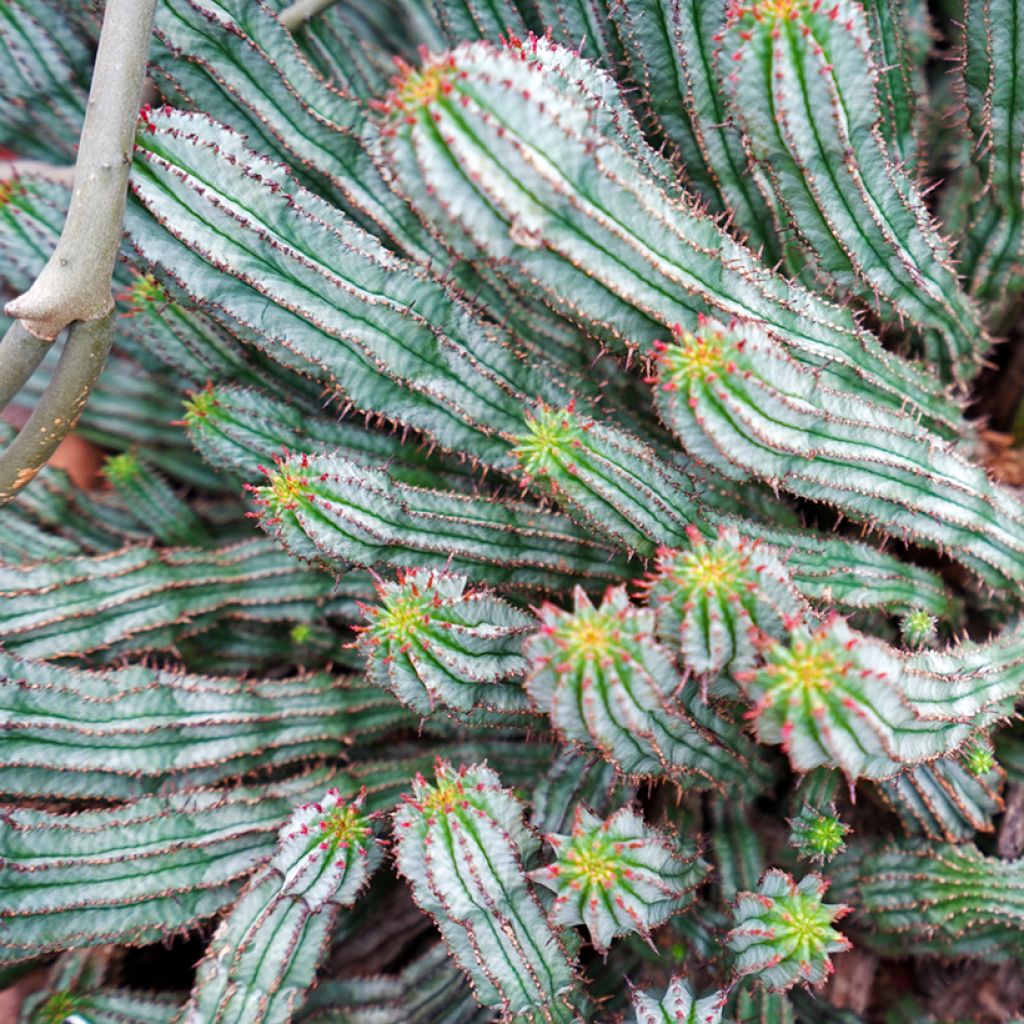 Euphorbia horrida alba - African milk barrel