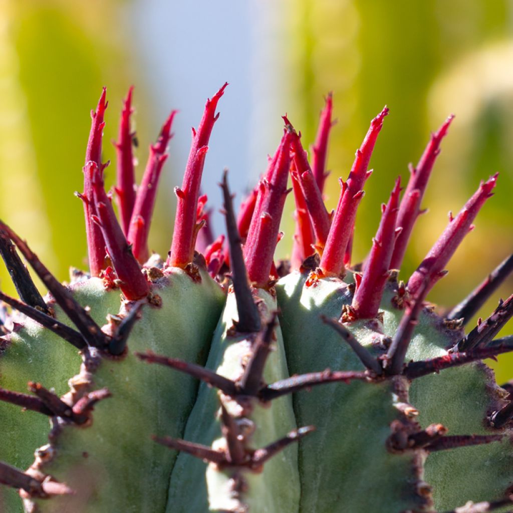 Euphorbia horrida alba - African milk barrel
