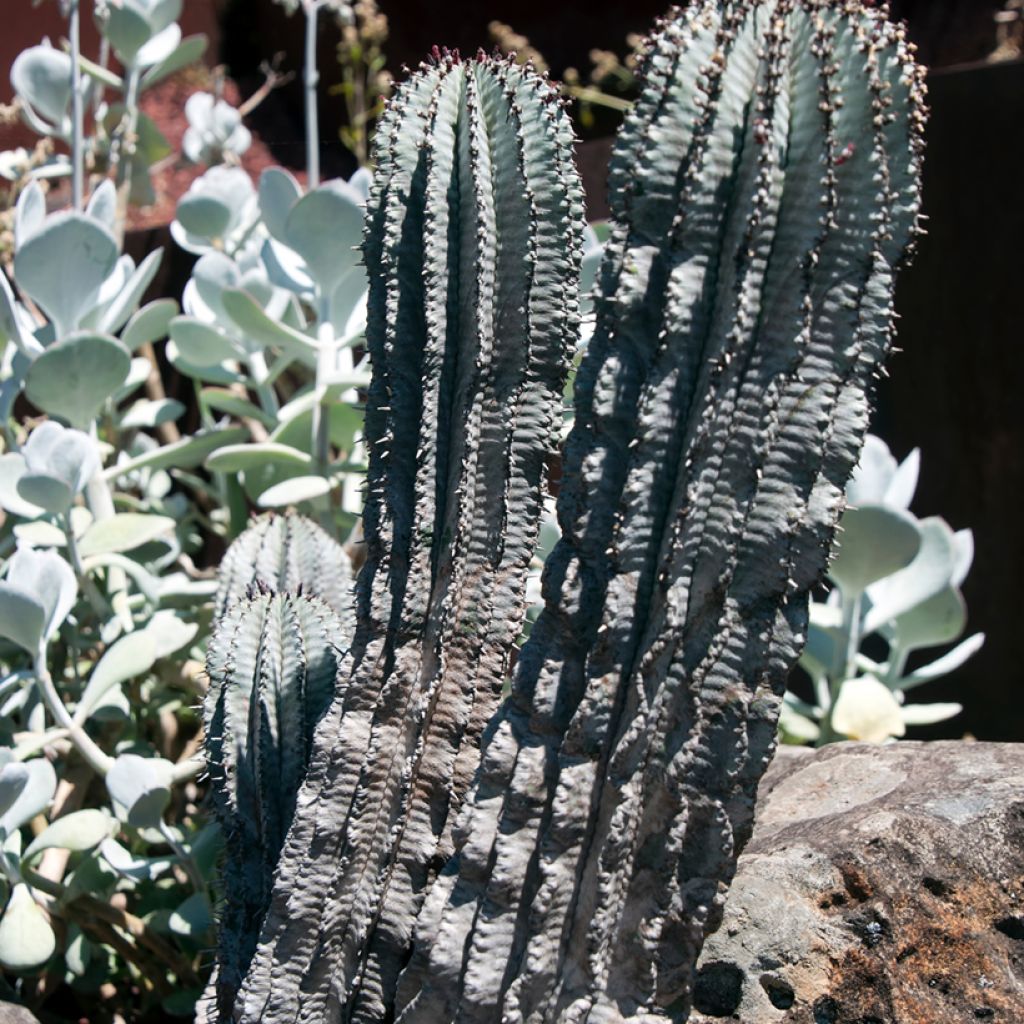 Euphorbia horrida alba - African milk barrel