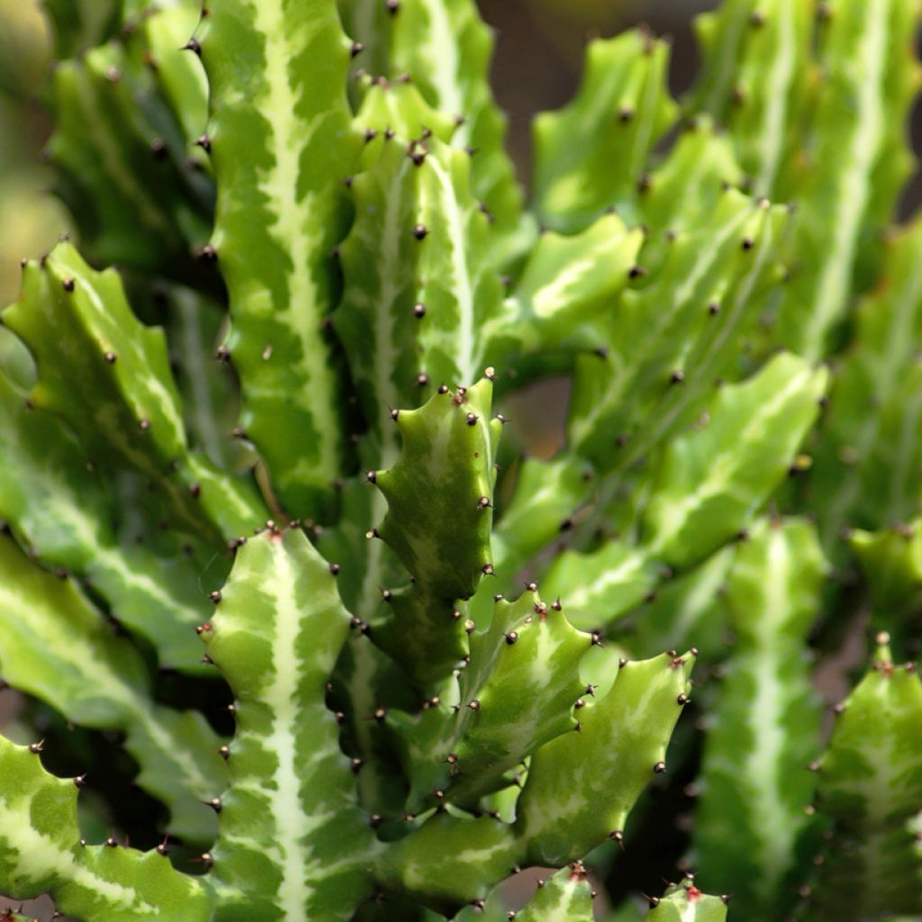 Euphorbia lactea - Mottled spurge