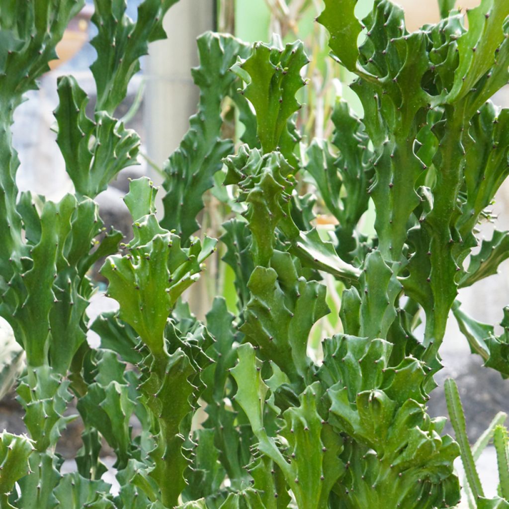 Euphorbia lactea - Mottled spurge