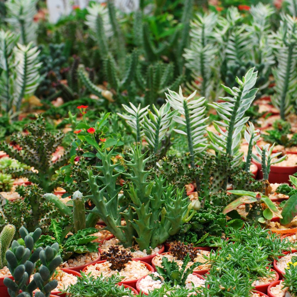 Euphorbia lactea - Mottled spurge
