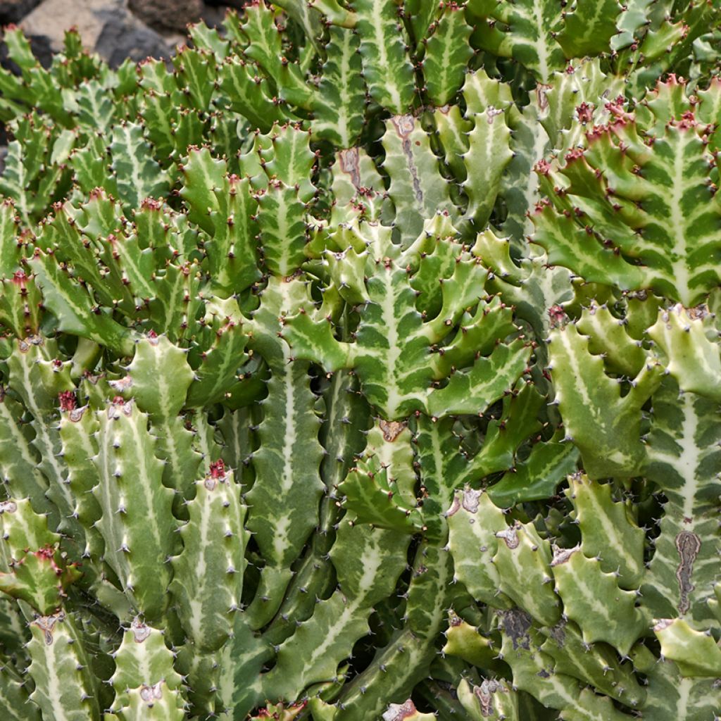 Euphorbia lactea - Mottled spurge