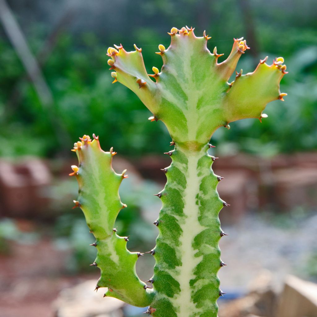 Euphorbia lactea - Mottled spurge