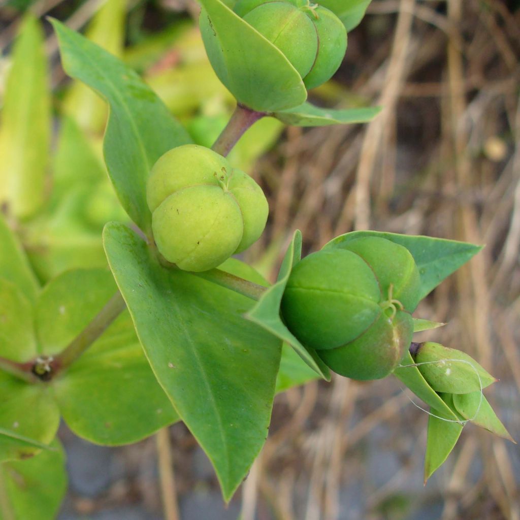 Euphorbia lathyris - Euphorbe des Jardins