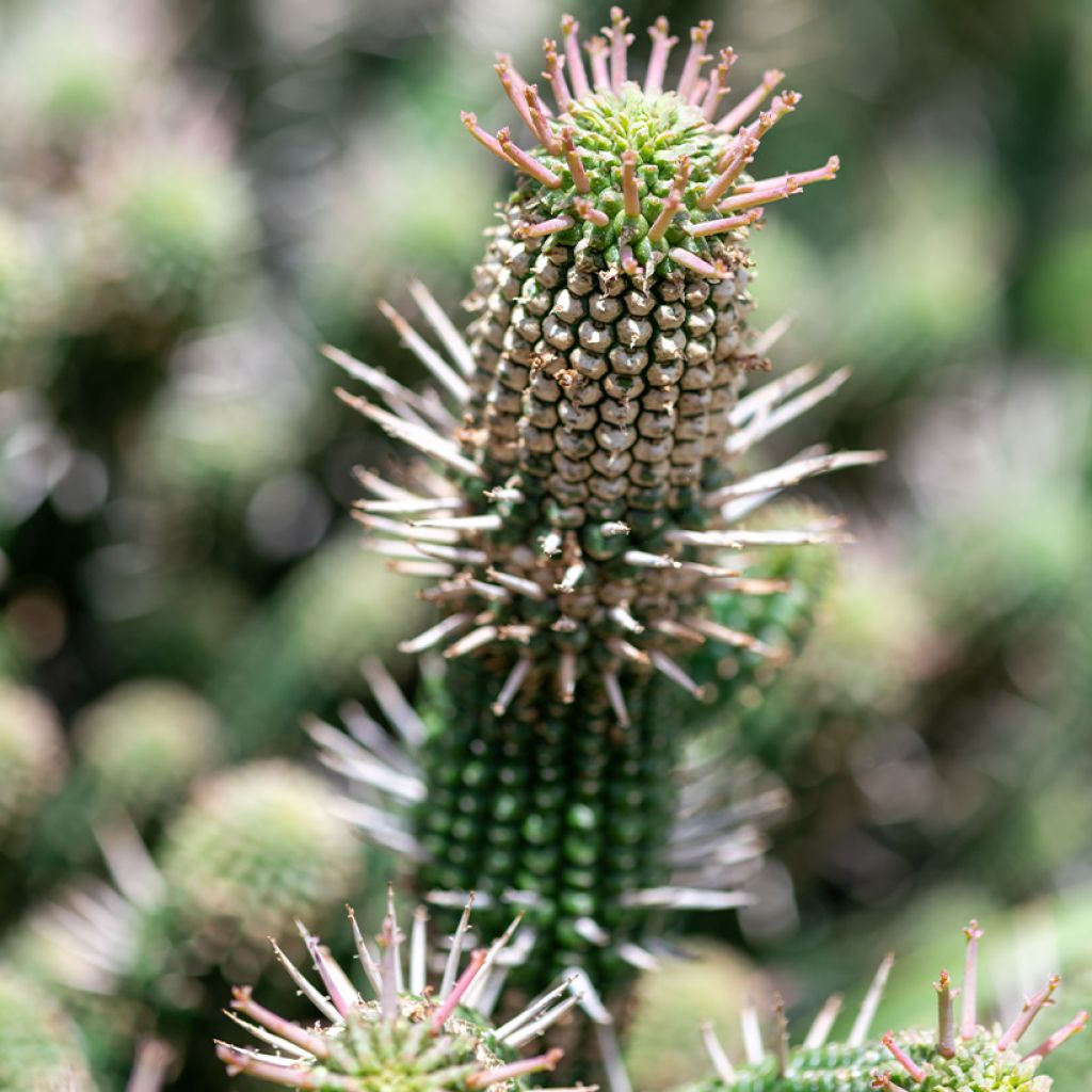 Euphorbia mammillaris - Corn-cob cactus