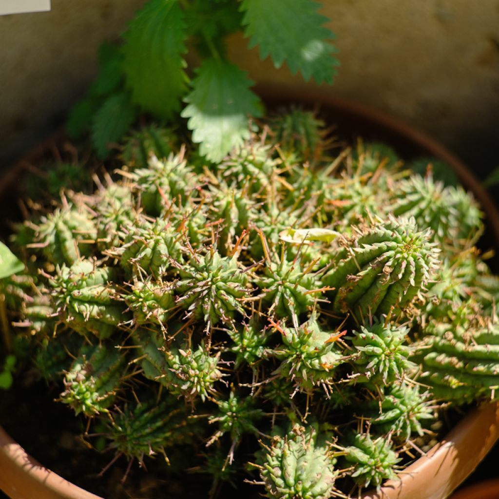 Euphorbia mammillaris - Corn-cob cactus