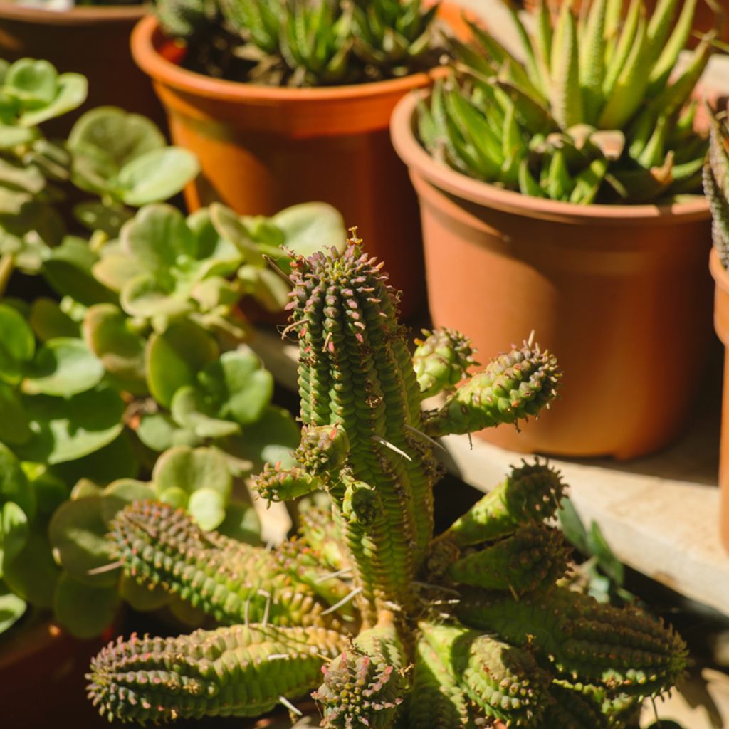 Euphorbia mammillaris - Corn-cob cactus