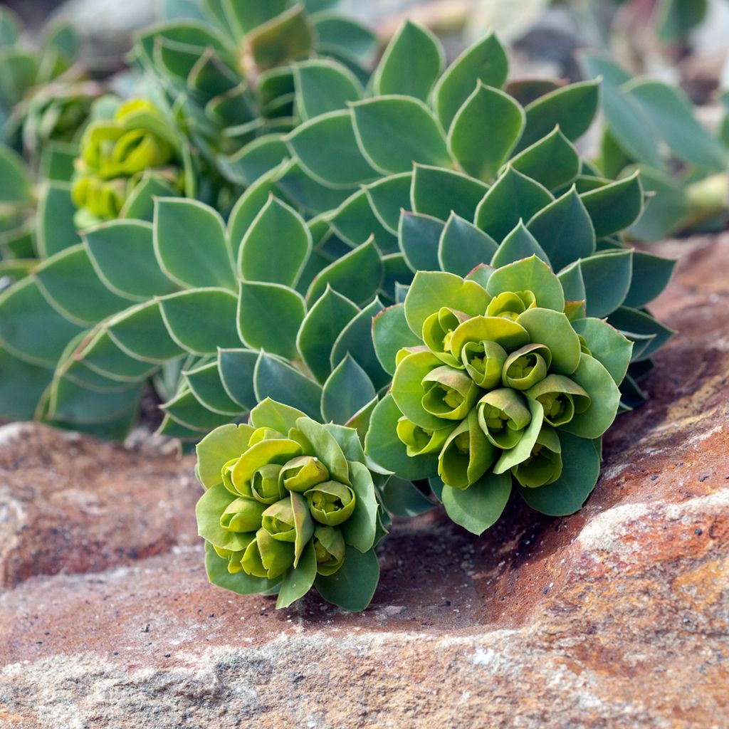 Euphorbia myrsinites - Spurge