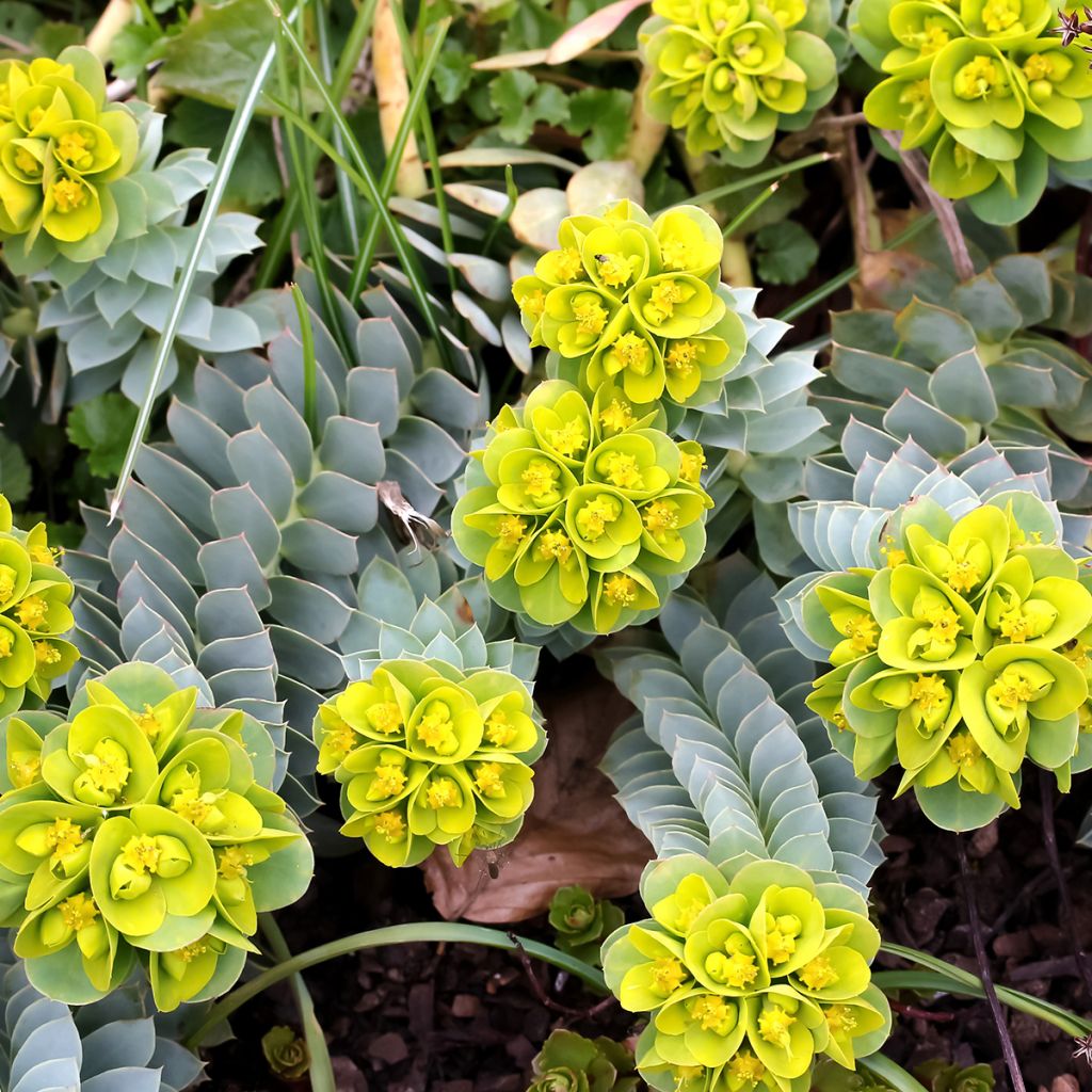 Euphorbia myrsinites - Spurge