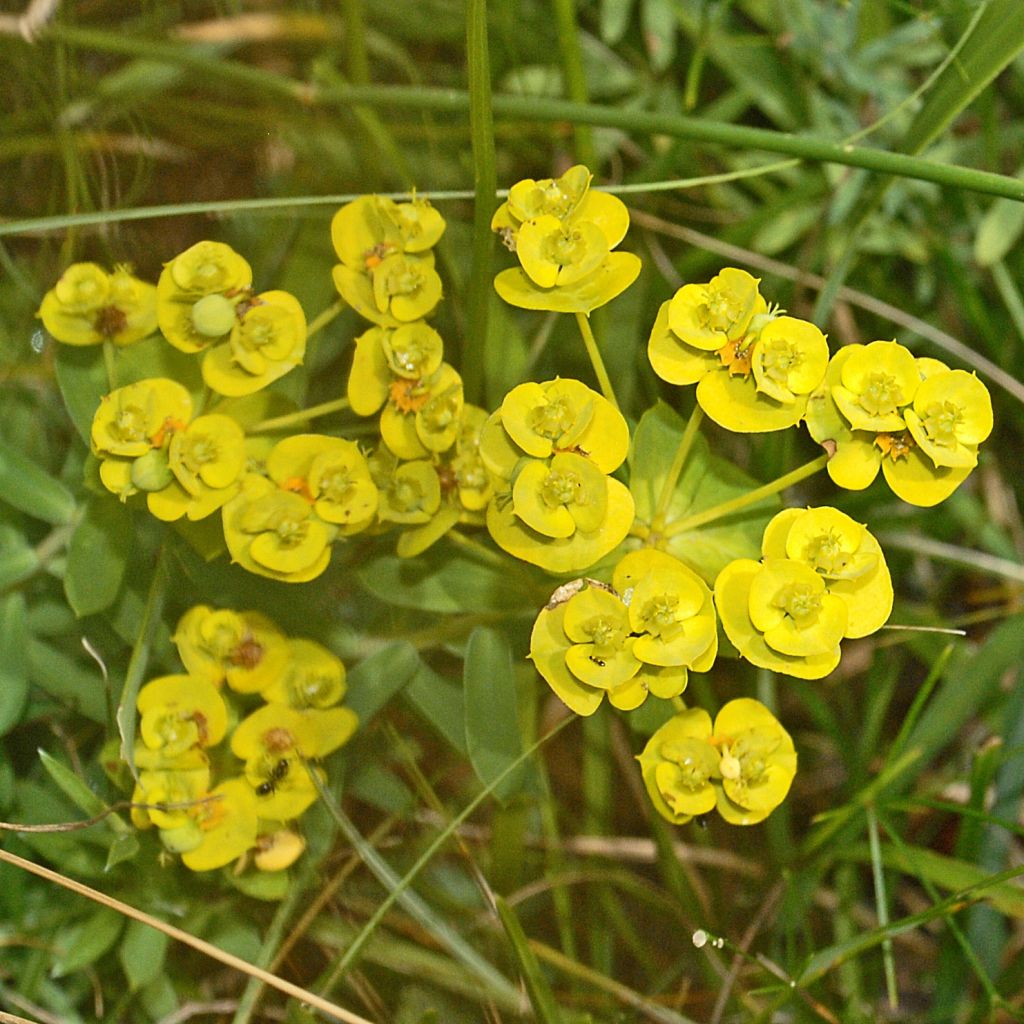 Euphorbia nicaeensis - Spurge