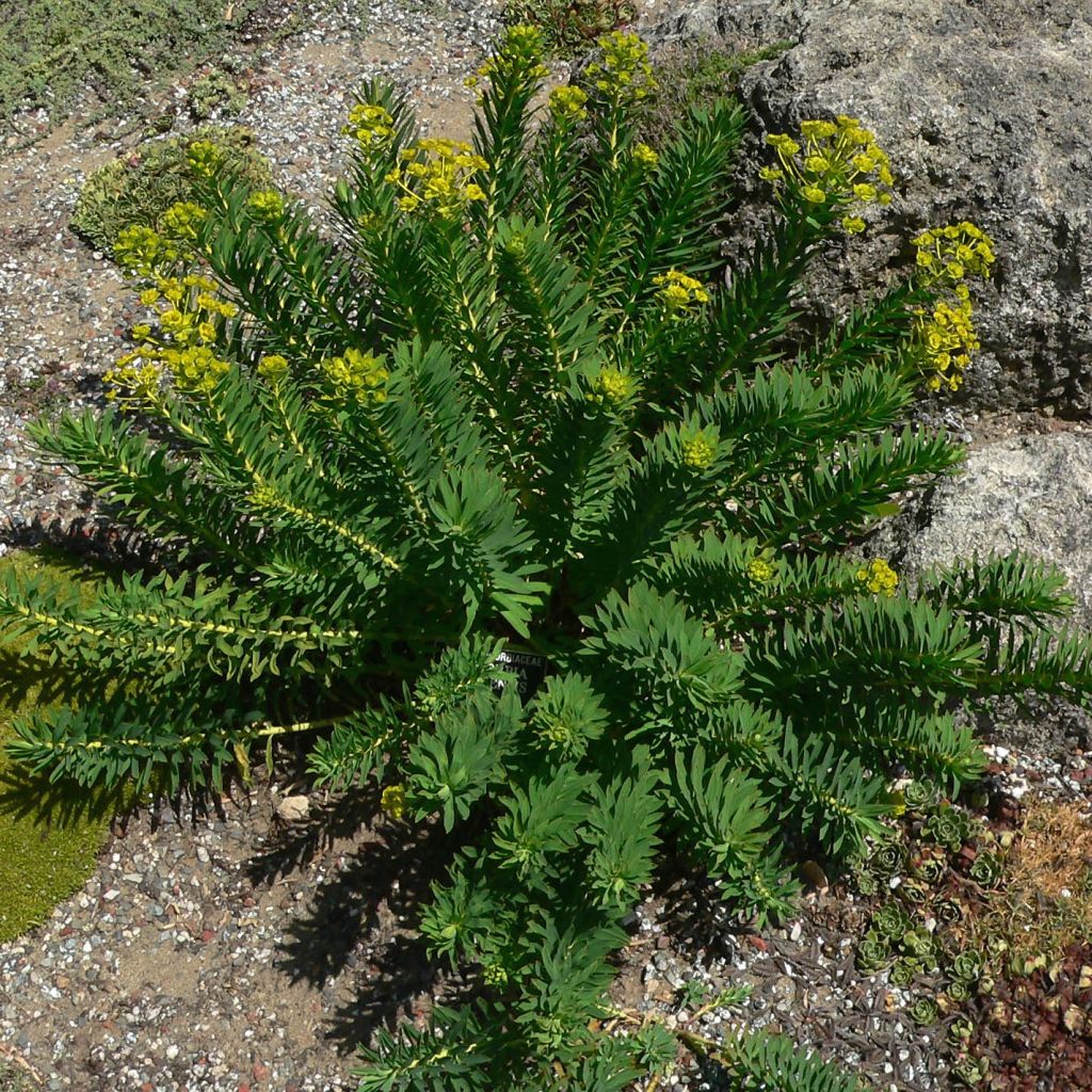 Euphorbia nicaeensis - Spurge