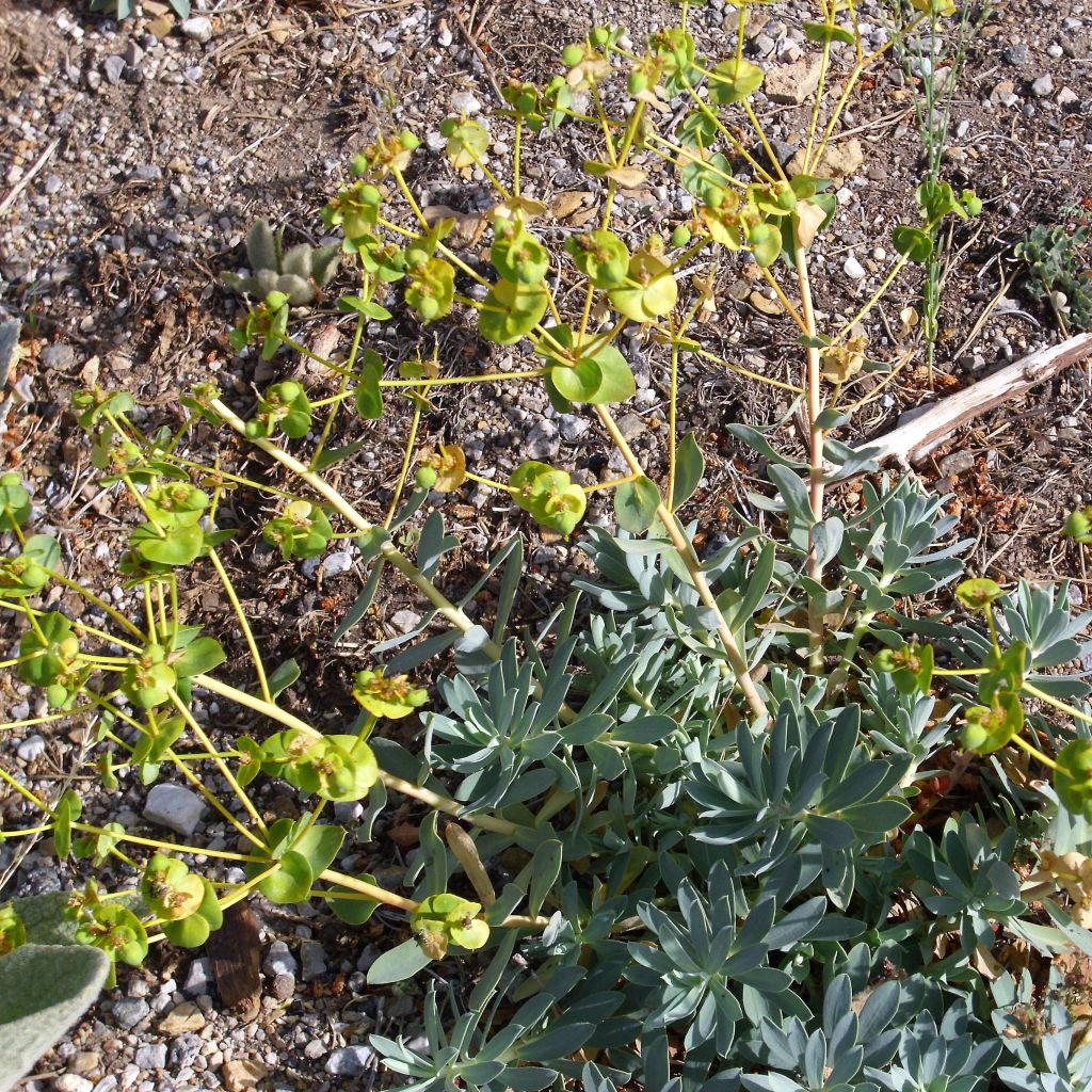 Euphorbia nicaeensis - Spurge