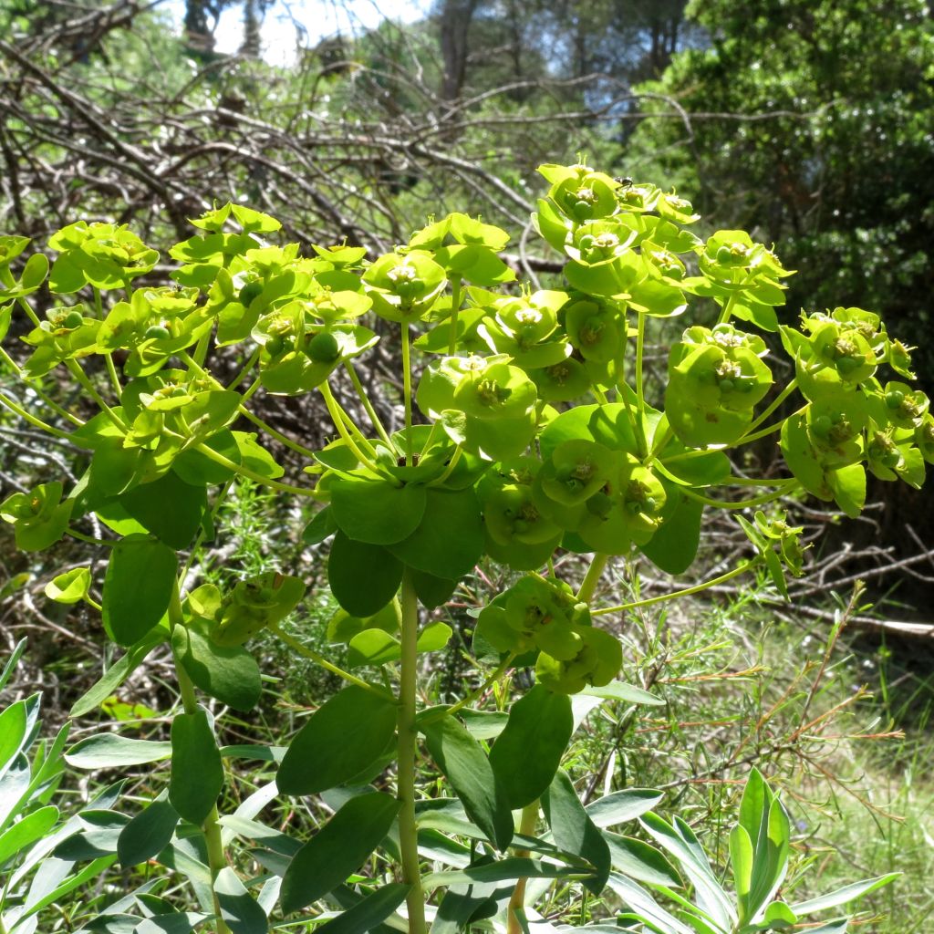 Euphorbia nicaeensis - Spurge