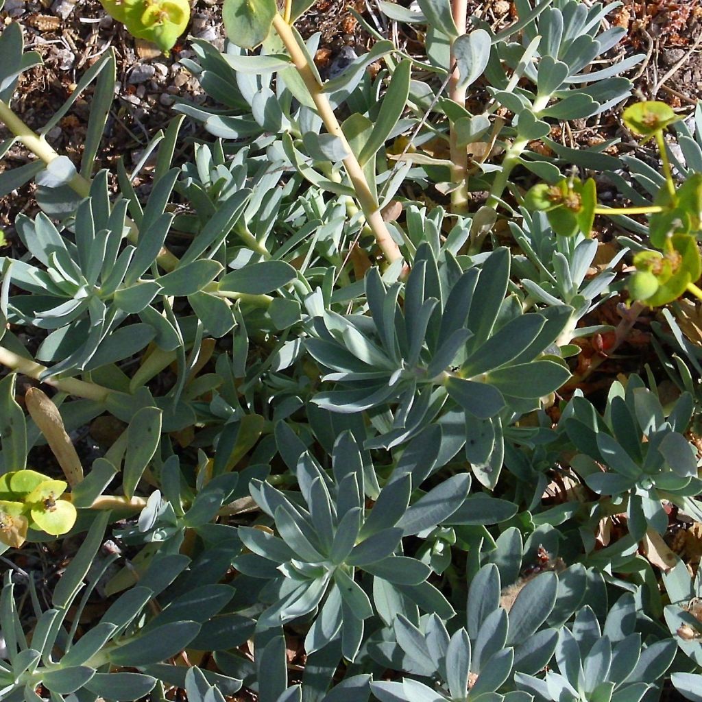 Euphorbia nicaeensis - Spurge