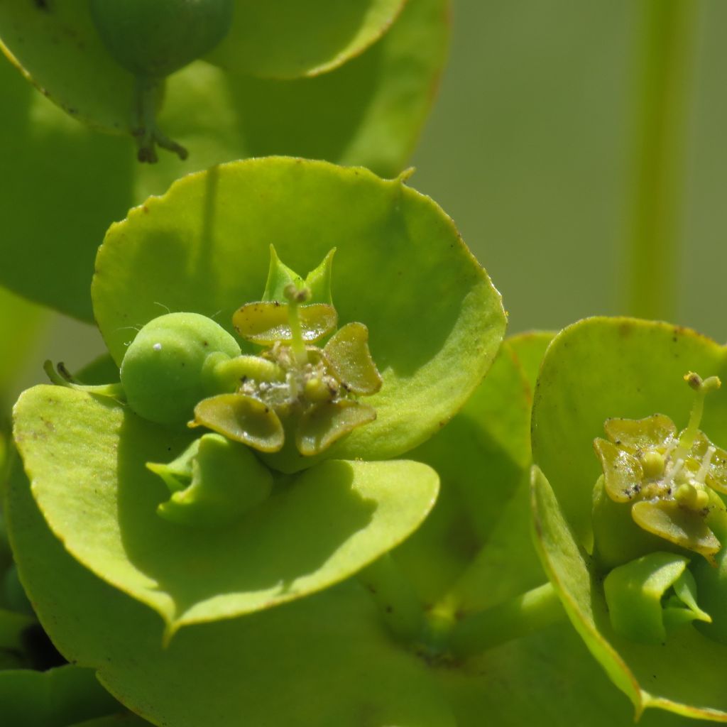 Euphorbia nicaeensis - Spurge