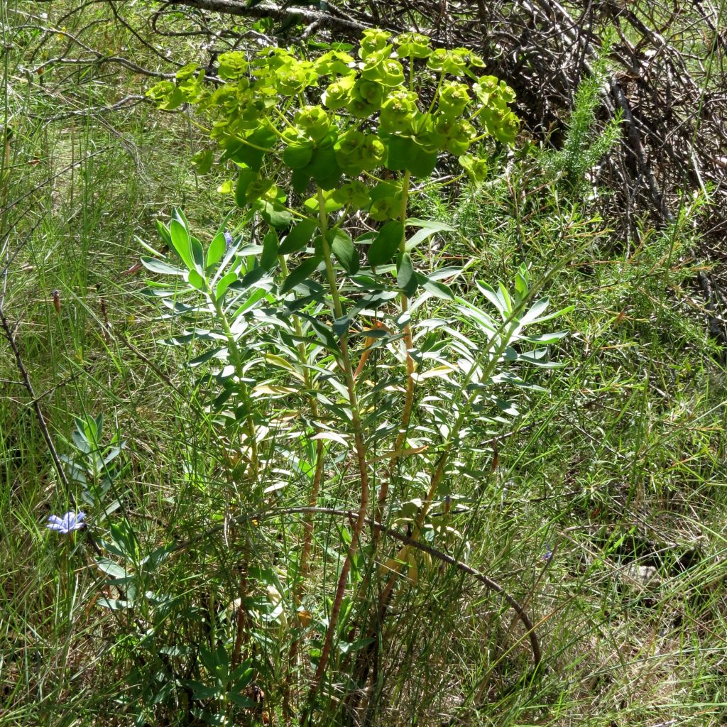 Euphorbia nicaeensis - Spurge