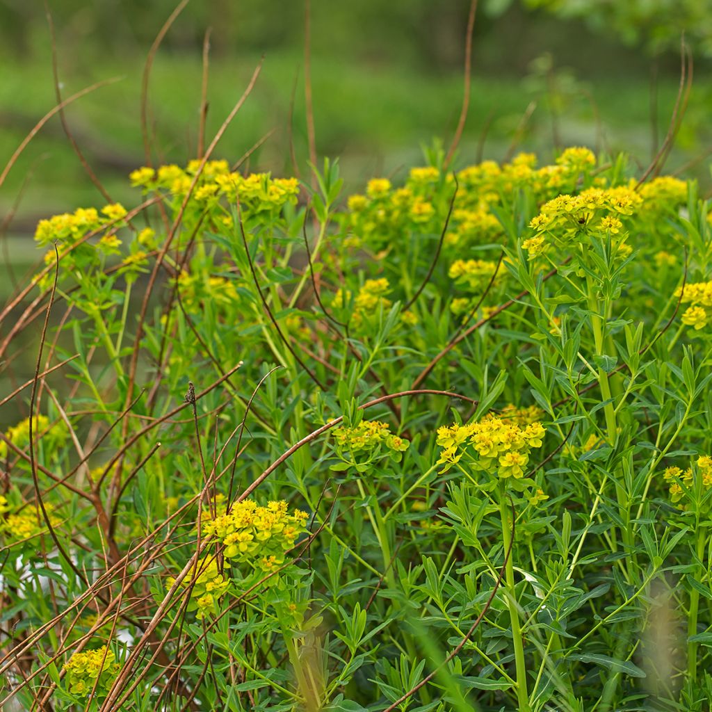 Euphorbia palustris - Spurge