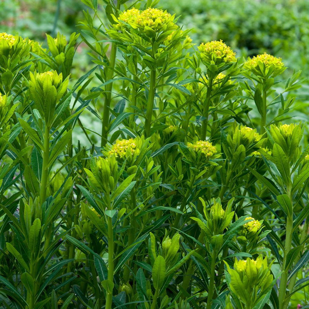 Euphorbia palustris - Spurge