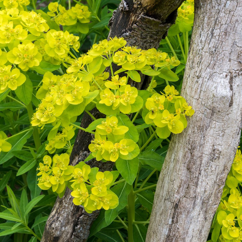 Euphorbia palustris - Spurge