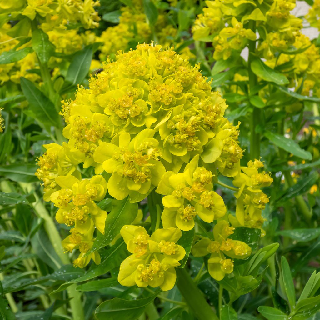 Euphorbia palustris - Spurge